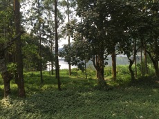 Lush Ugandan forest