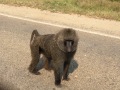Roadside baboon